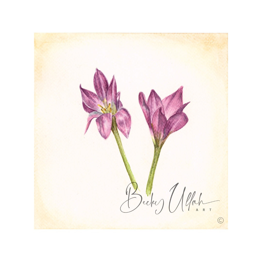 Autumn Crocus