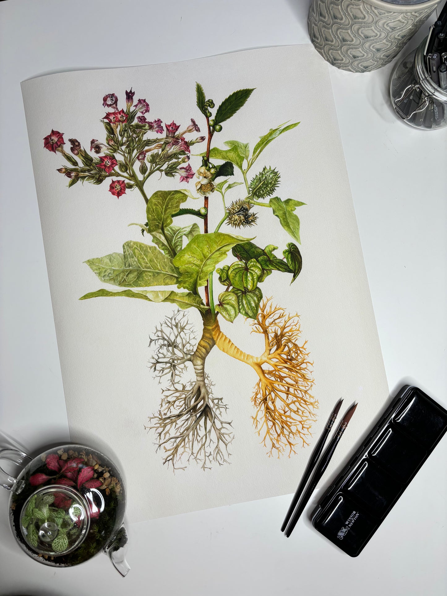 The Medicinal Lungs Limited Edition Print A2
