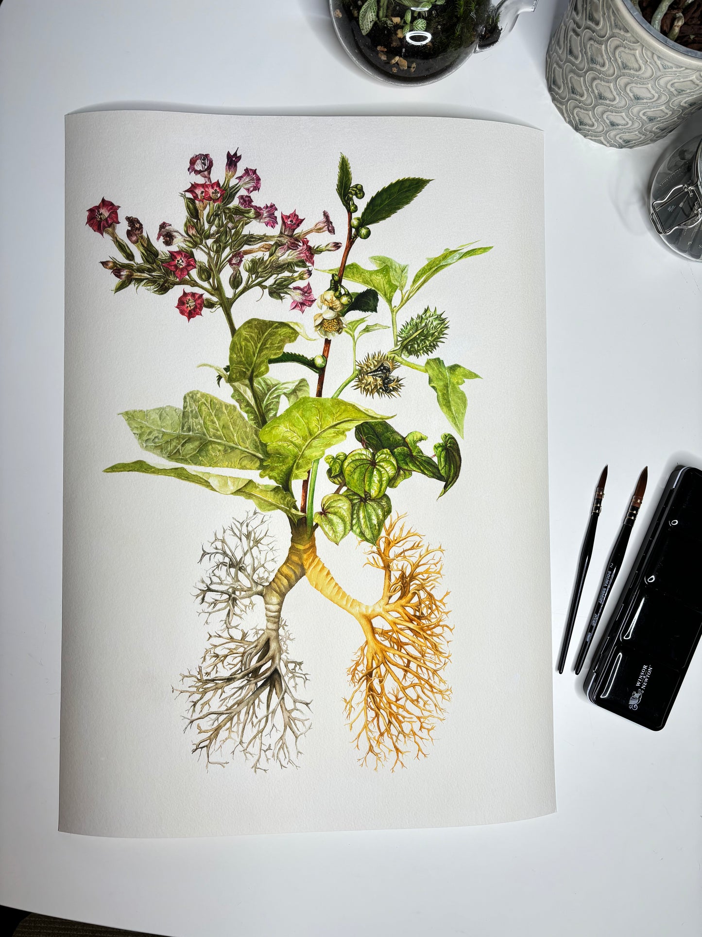 The Medicinal Lungs Limited Edition Print A2