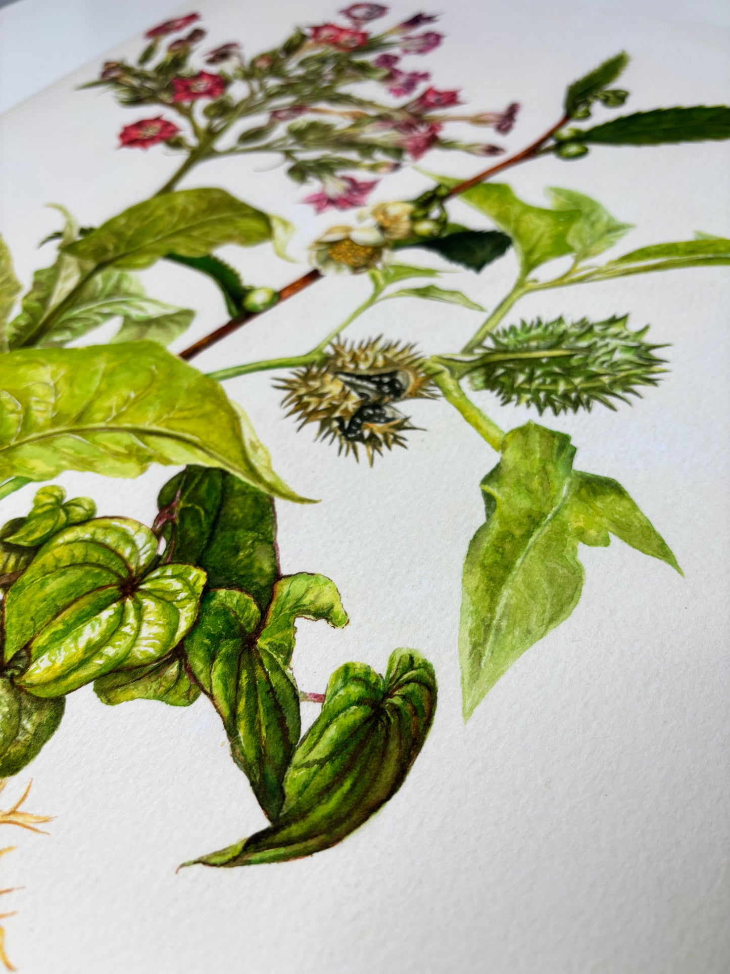The Medicinal Lungs Limited Edition Print A2