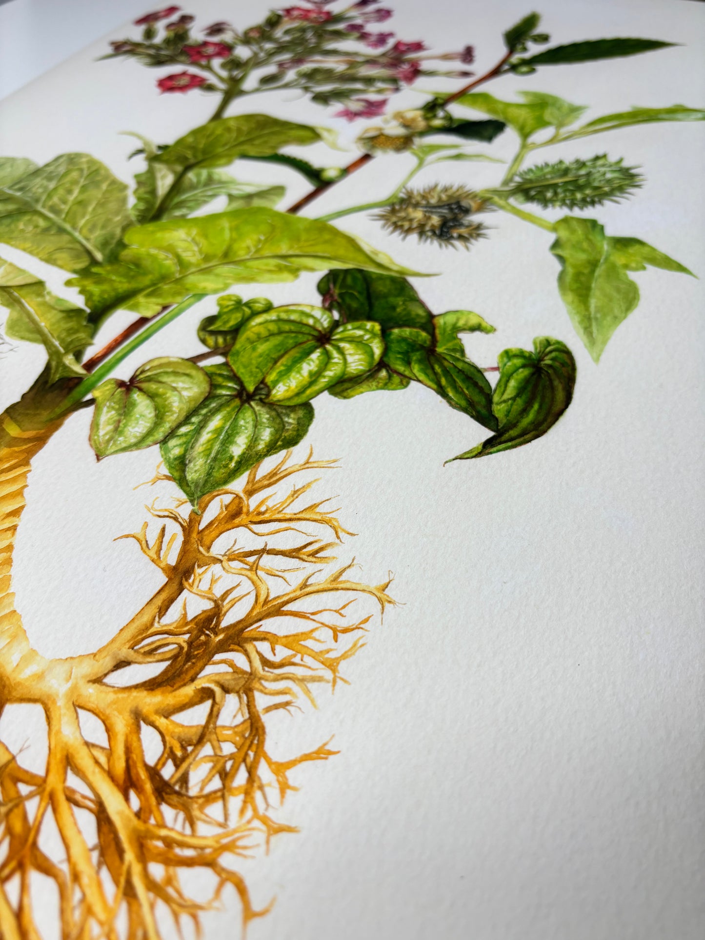 The Medicinal Lungs Limited Edition Print A2