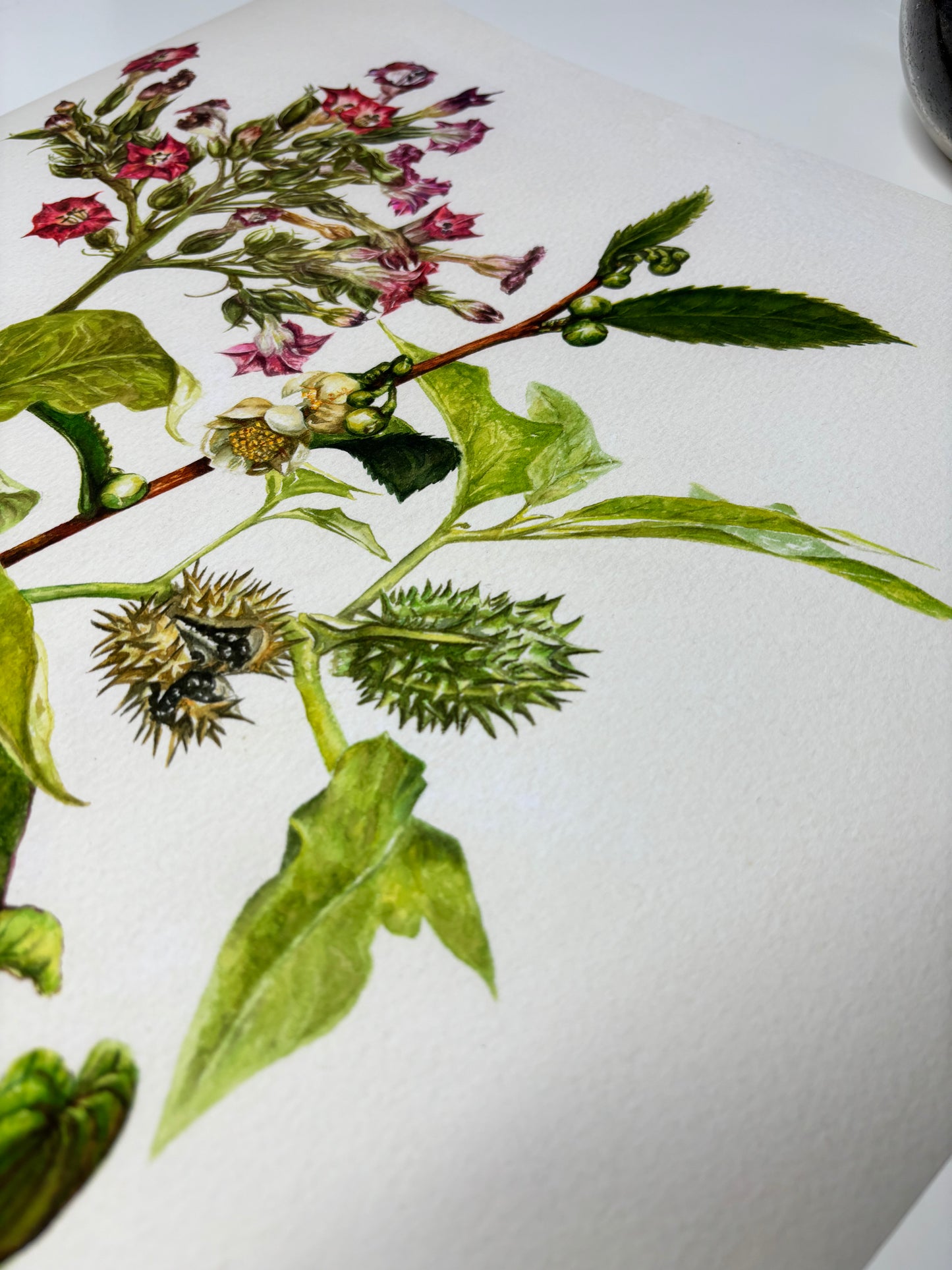 The Medicinal Lungs Limited Edition Print A2