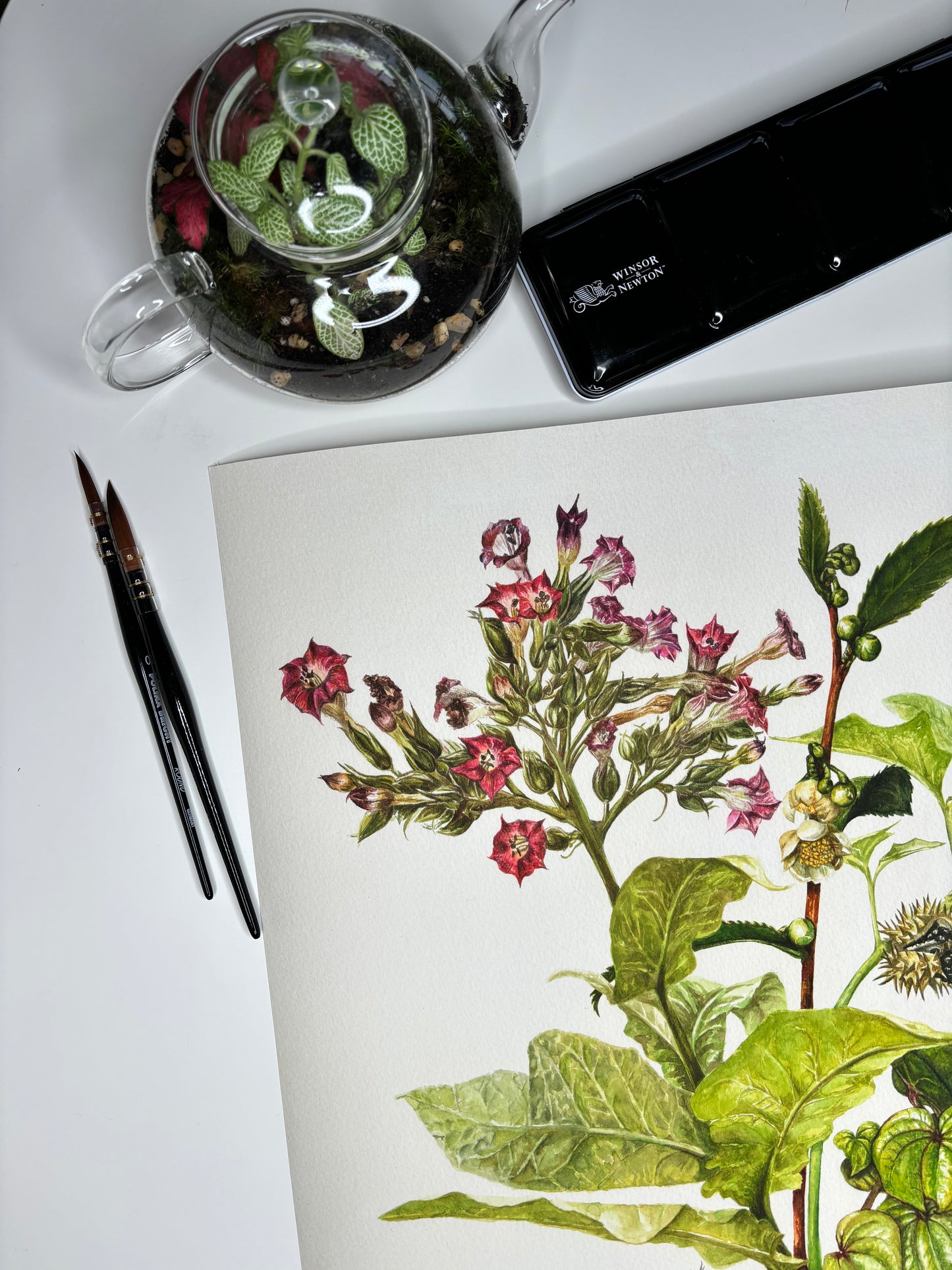 The Medicinal Lungs Limited Edition Print A2