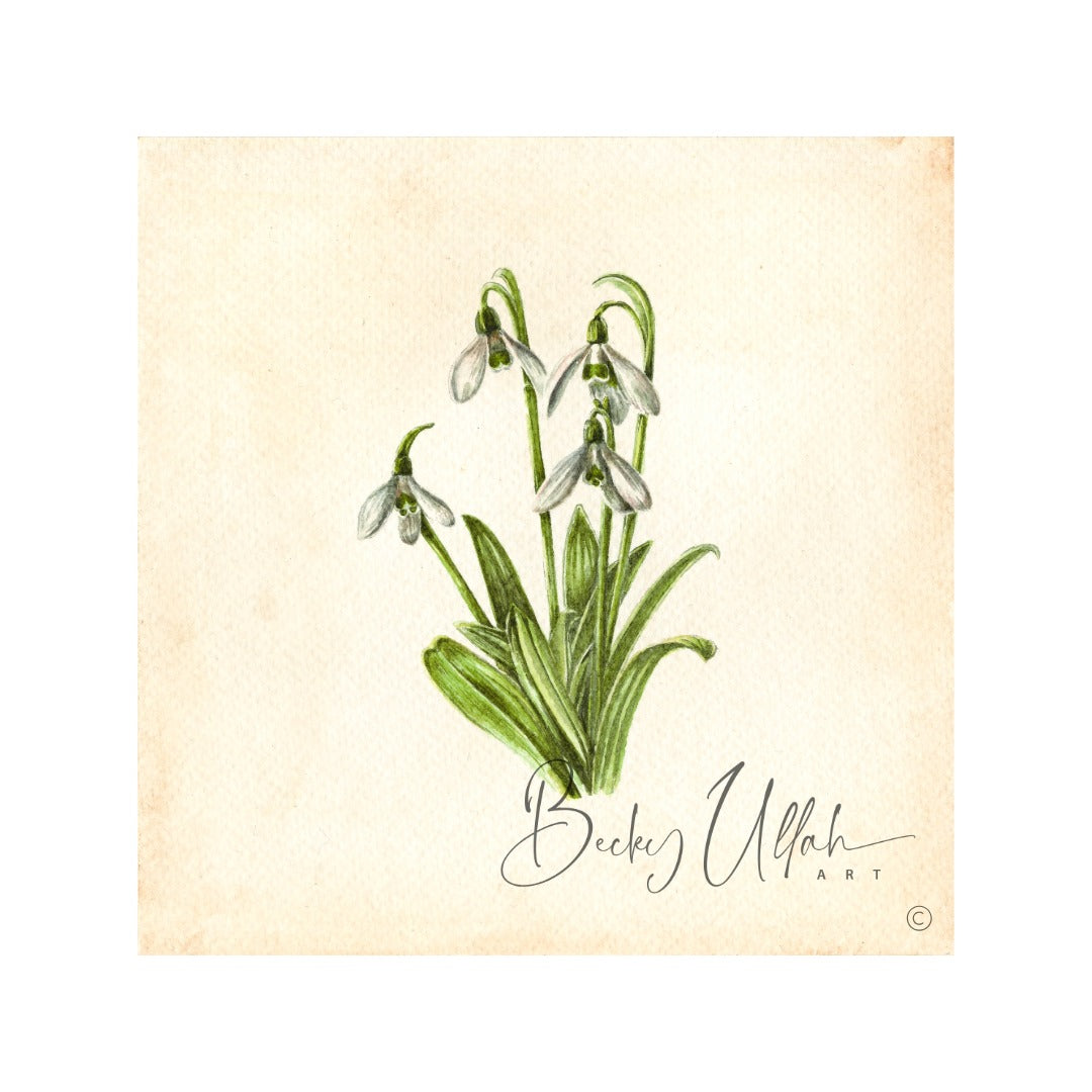 Snowdrops