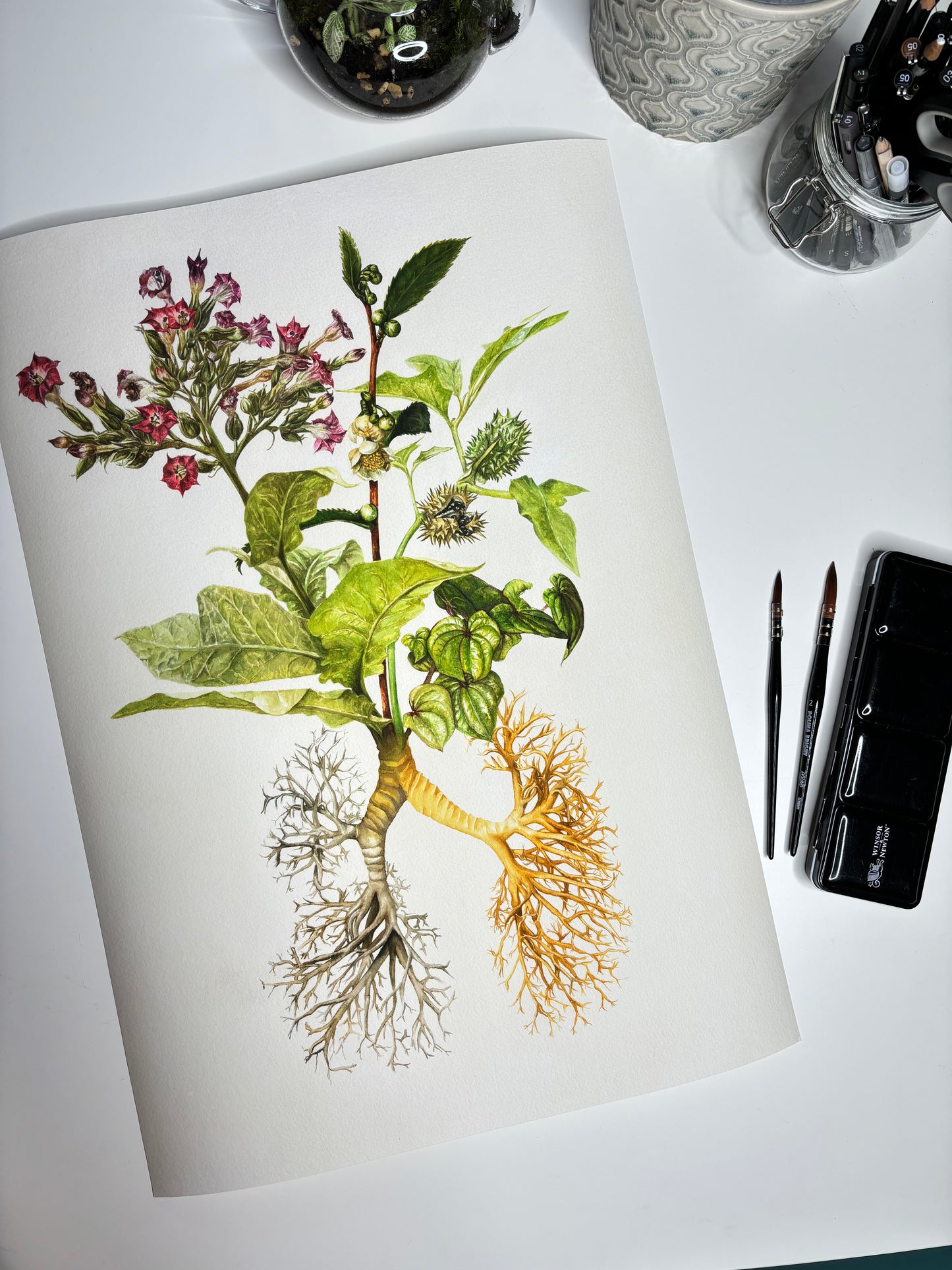 The Medicinal Lungs Limited Edition Print A2