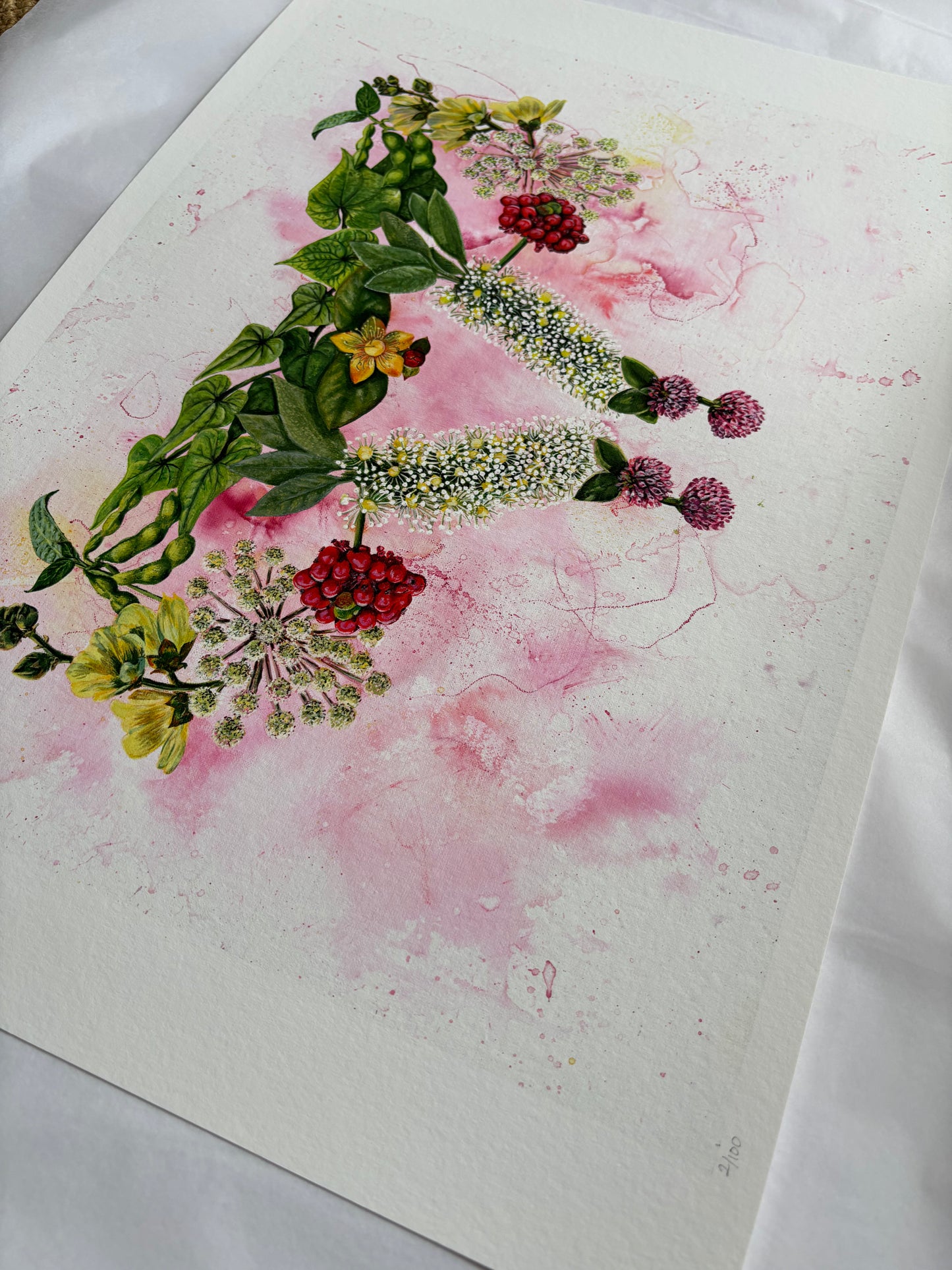 Mater Medica Limited Edition Prints
