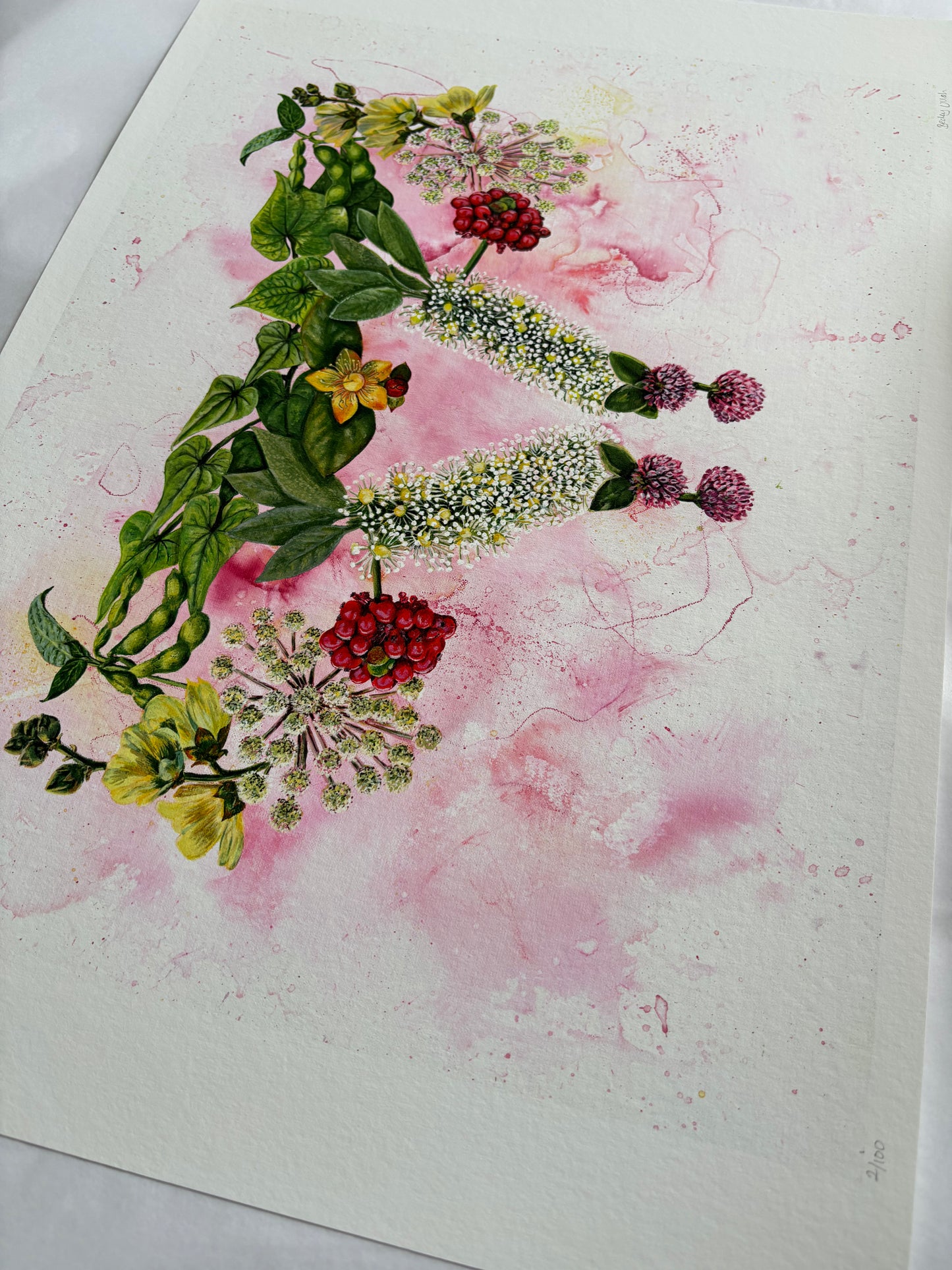 Mater Medica Limited Edition Prints