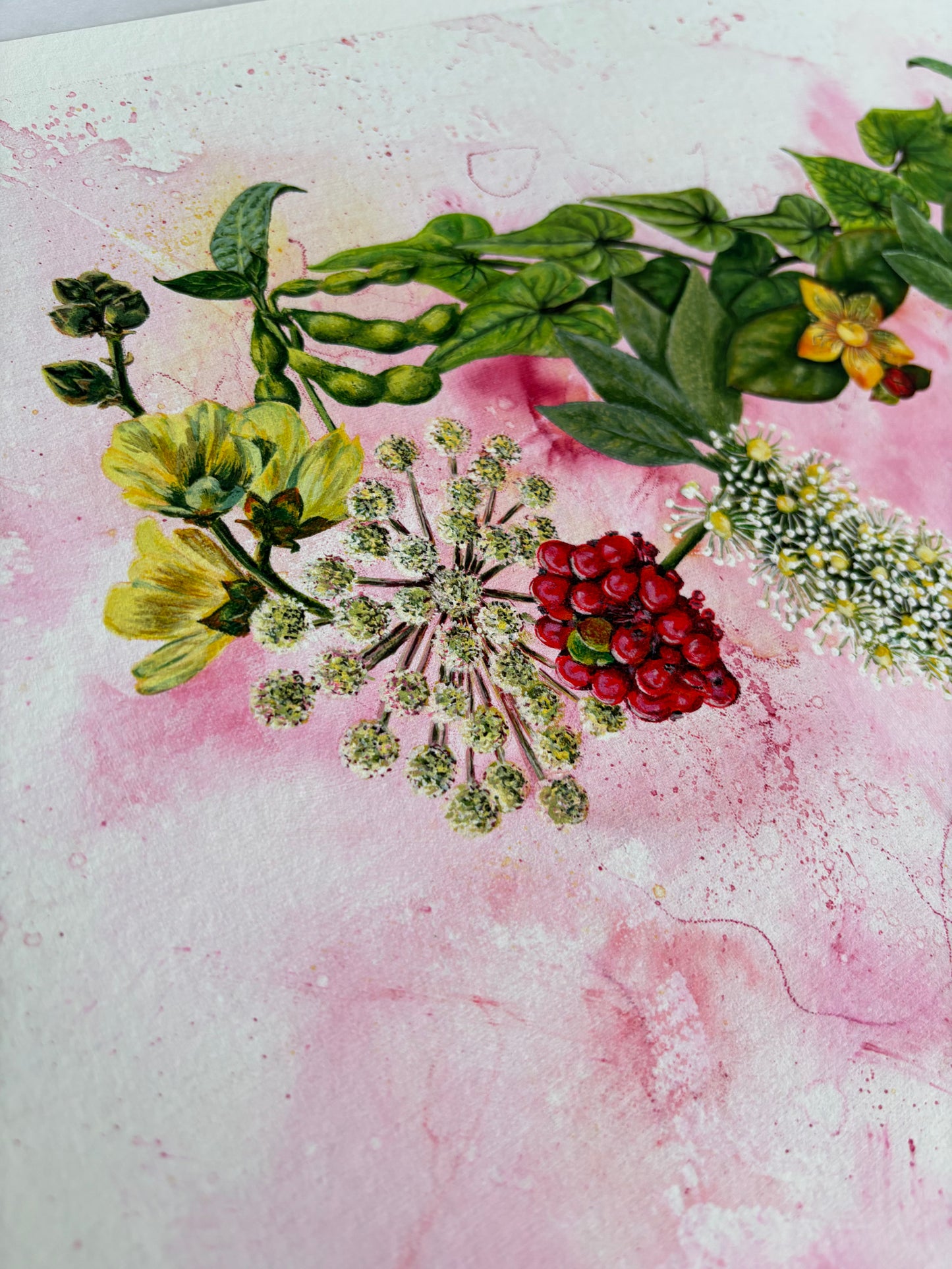 Mater Medica Limited Edition Prints