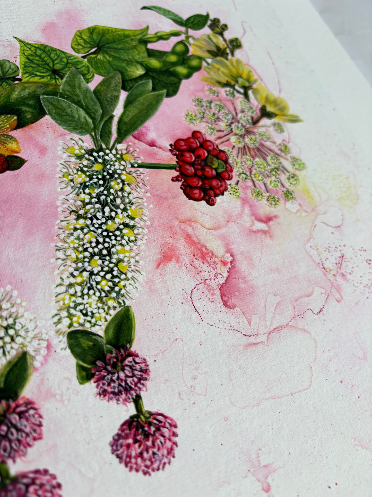 Mater Medica Limited Edition Prints