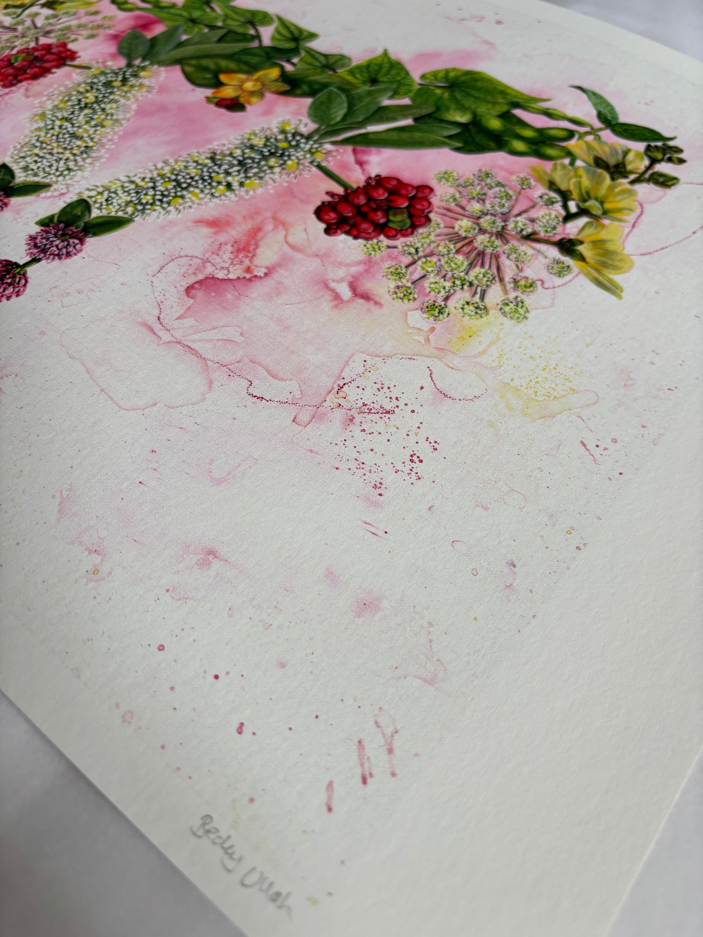 Mater Medica Limited Edition Prints