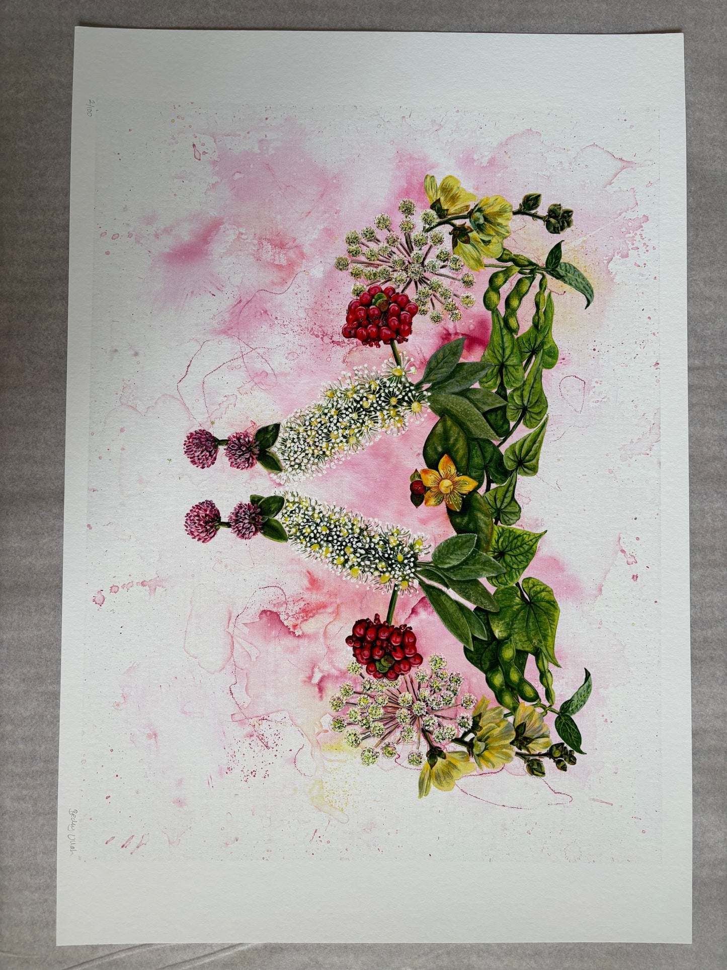 Mater Medica Limited Edition Prints