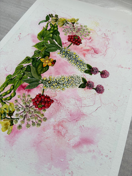 Mater Medica Limited Edition Prints