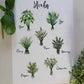 Herb poster with annotations