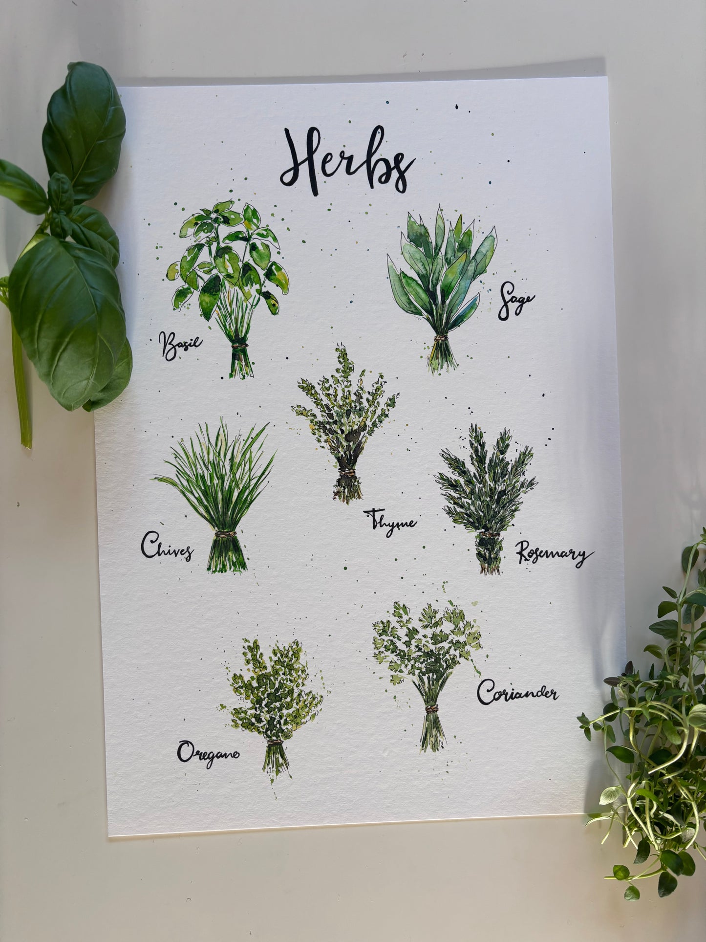 Herb poster with annotations