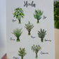 Sheet of herb illustrations with labels held by a hand