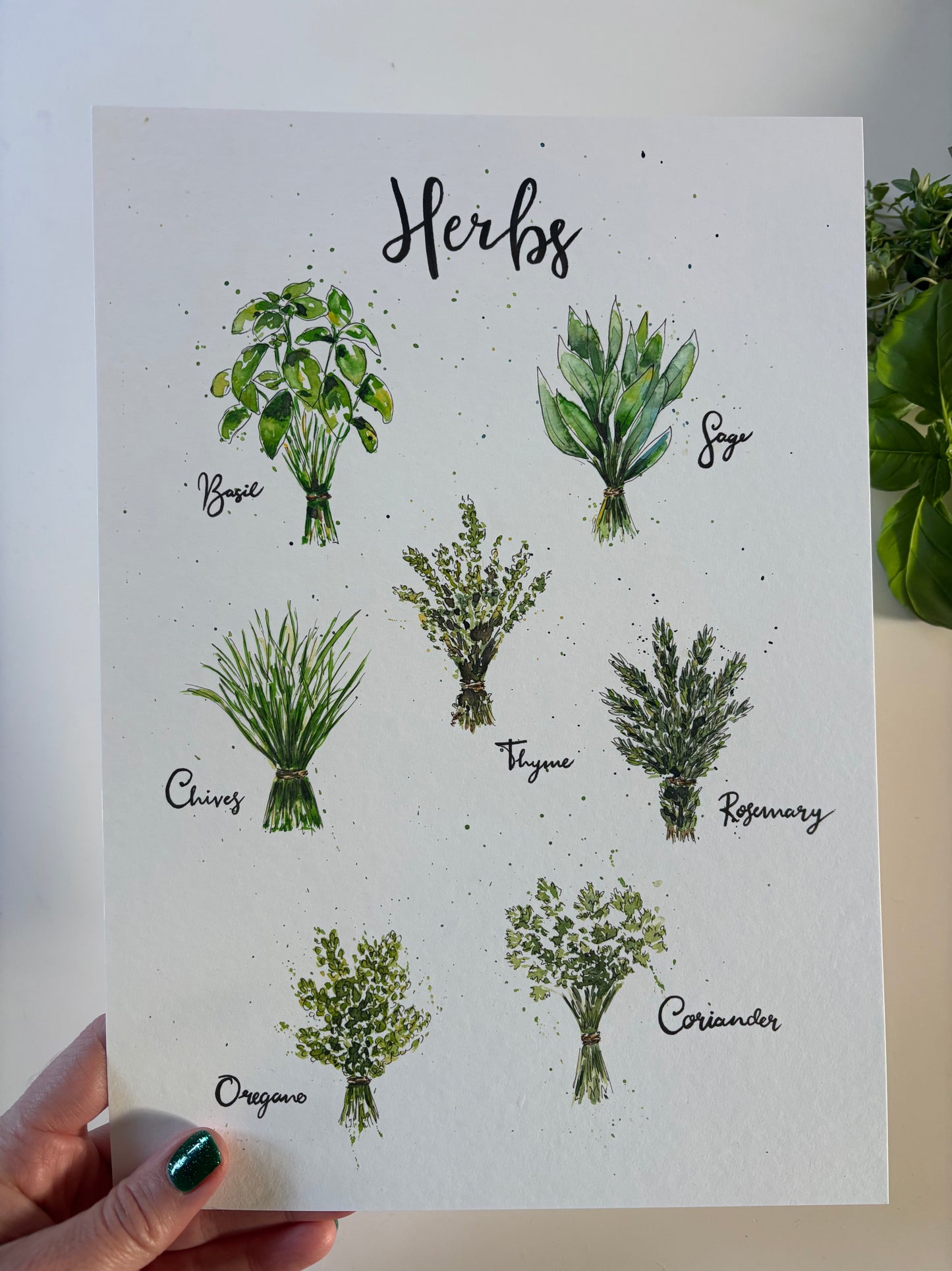 Sheet of herb illustrations with labels held by a hand