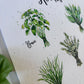 Illustrations of basil and other herbs on a textured paper background