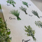 Sheet of paper with illustrations of herbs and their names on a white background.