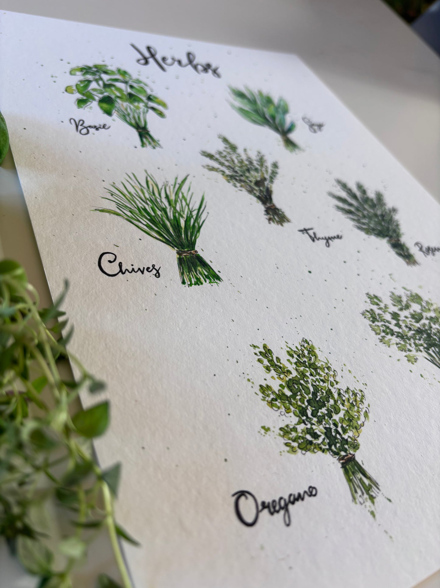 Sheet of paper with illustrations of herbs and their names on a white background.