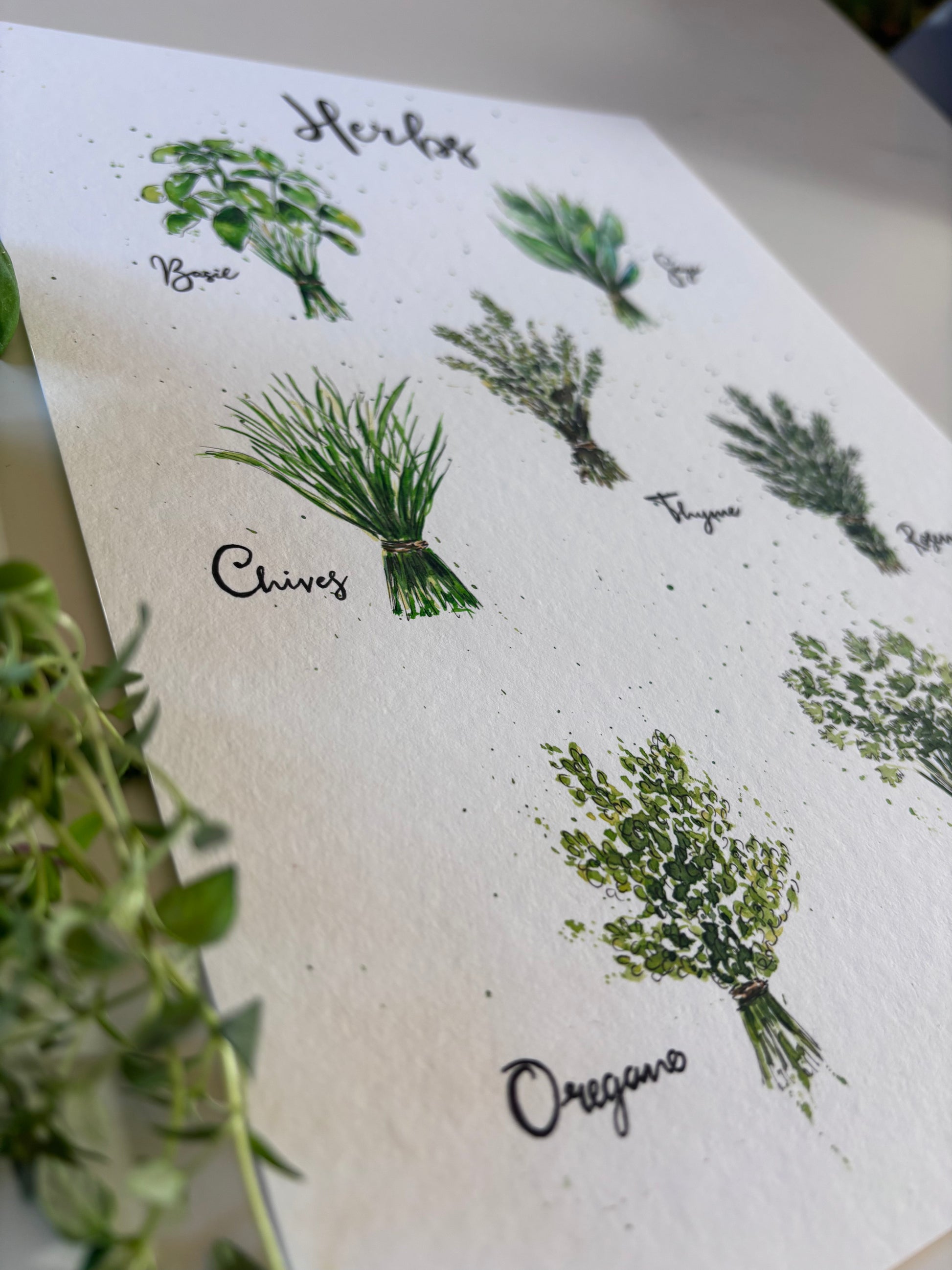 Sheet of paper with illustrations of herbs and their names on a white background.