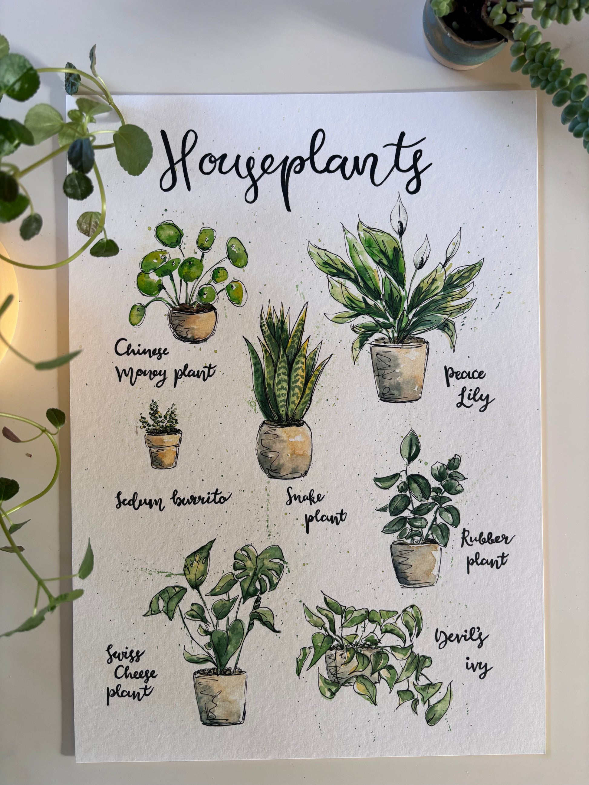 Fine art print of watercolour and ink illustrations of favourite houseplants. A4 on a table with some houseplants surrounding.