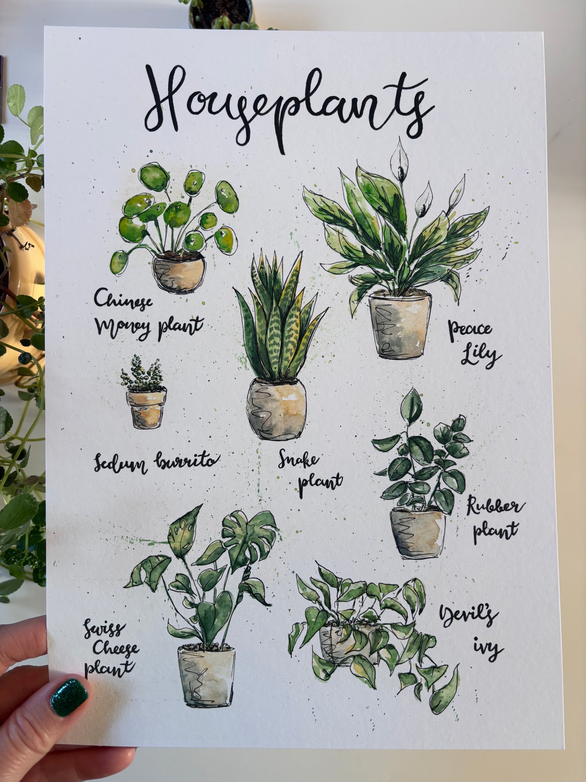 
Fine art print of watercolour and ink illustrations of favourite houseplants. A4 being held iin a hand.