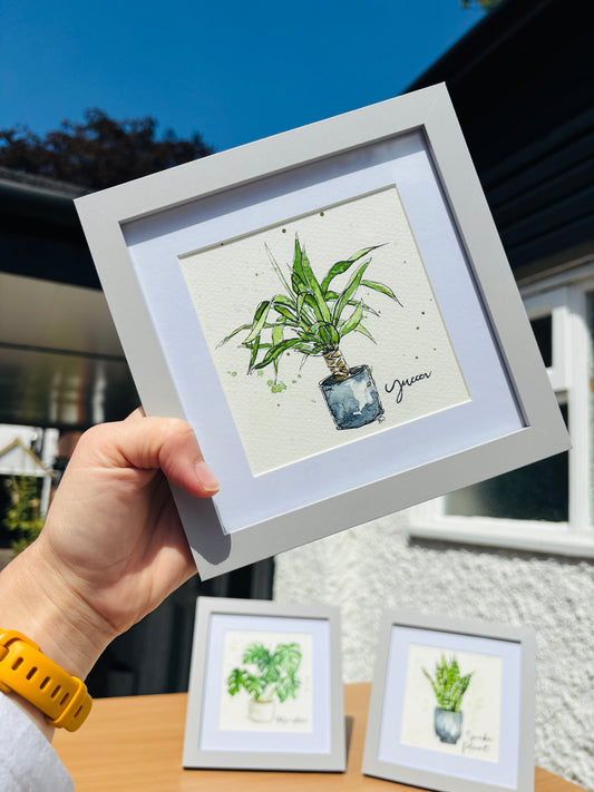 Yucca Mini