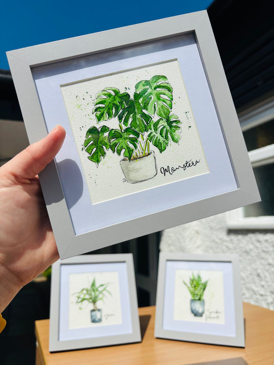Monstera Mini