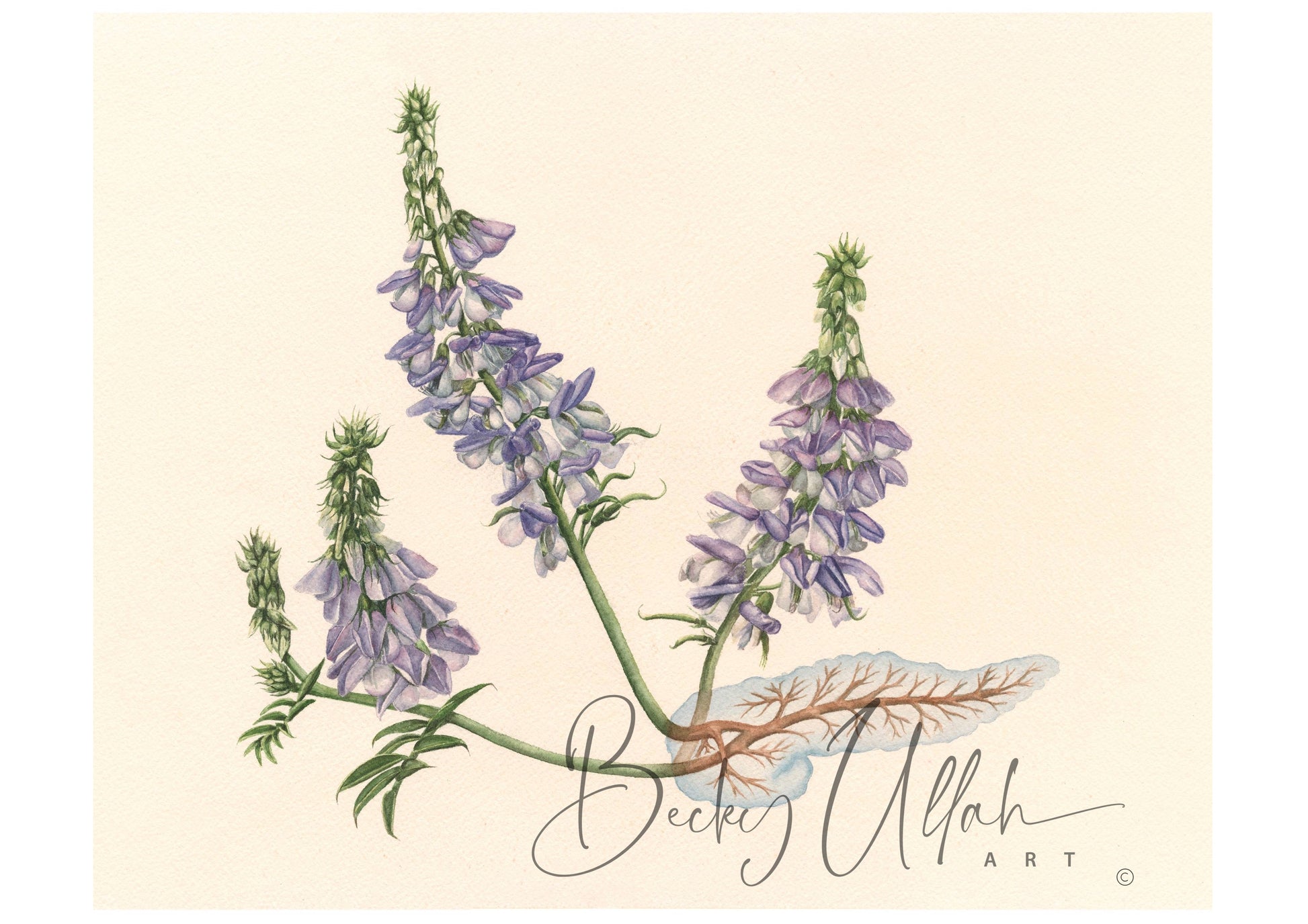 Painting of Galega Officinalis erupting from the pancreas