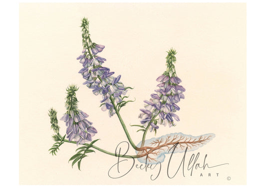 Painting of Galega Officinalis erupting from the pancreas