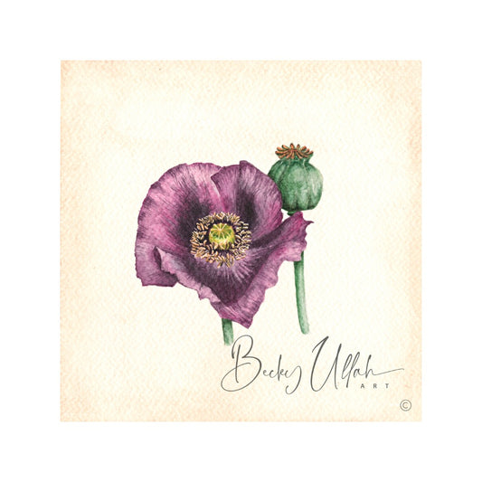 Poppy