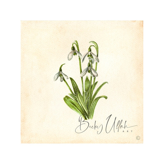 Snowdrops