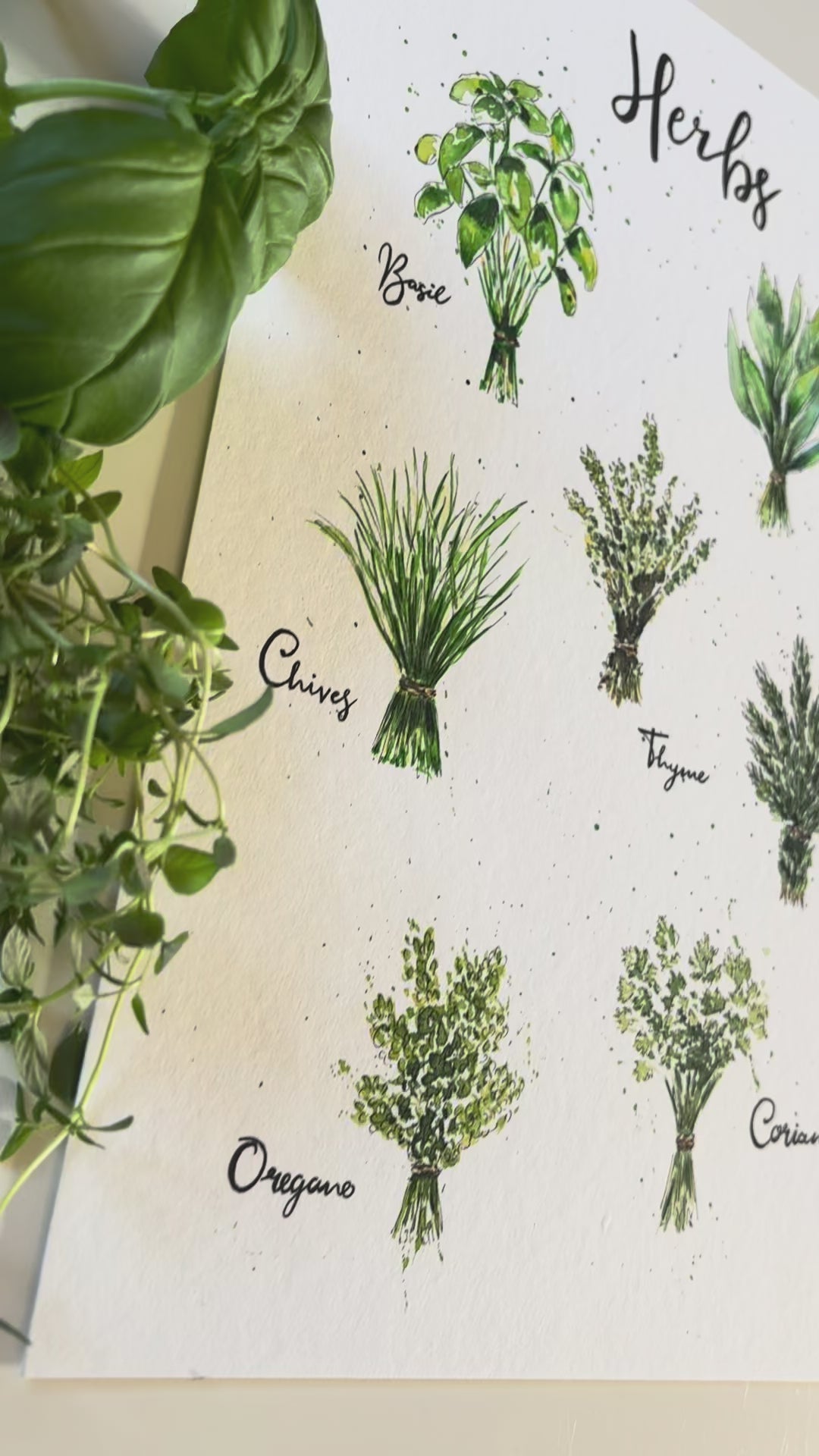 Video with details of a herb poster