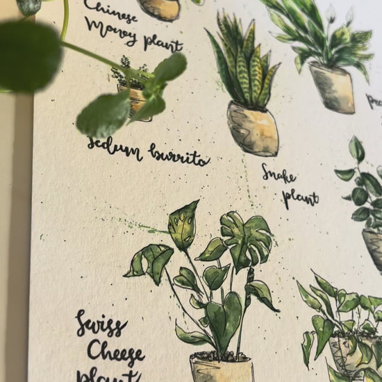 Video with close up views of a Fine art print of watercolour and ink illustrations of favourite houseplants. A4 on a table with some houseplants surrounding.
