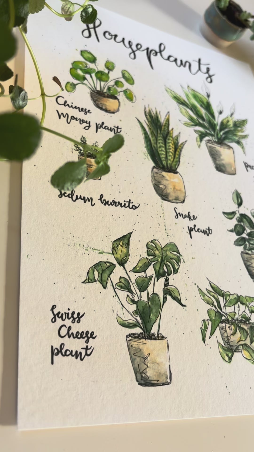 Video with close up views of a Fine art print of watercolour and ink illustrations of favourite houseplants. A4 on a table with some houseplants surrounding.