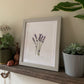Framed Lavender Watercolour Original A4